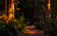 Trail through redwood trees.